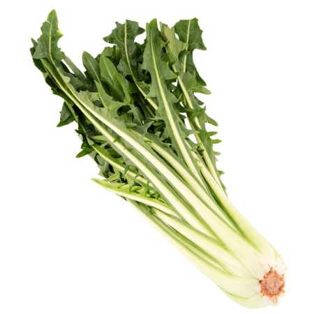 CATALOGNA SFUSA FRESCA